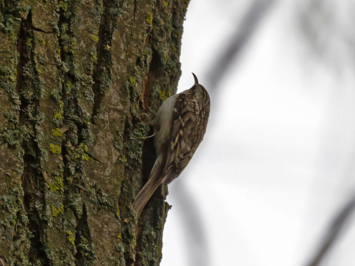 Eurasian treecreeper