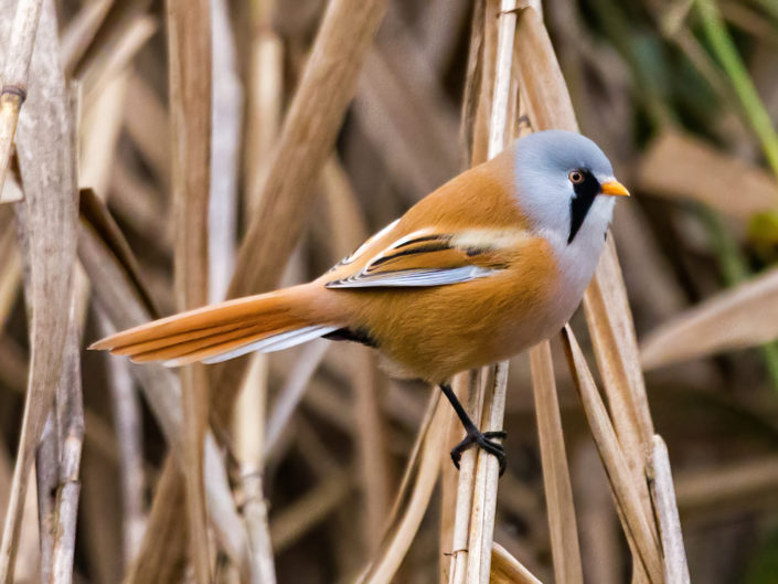 Bearded reedling