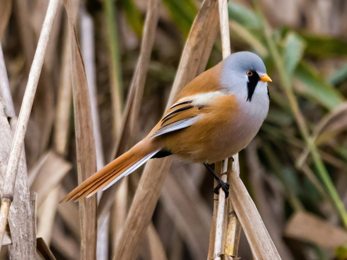 Bearded reedling