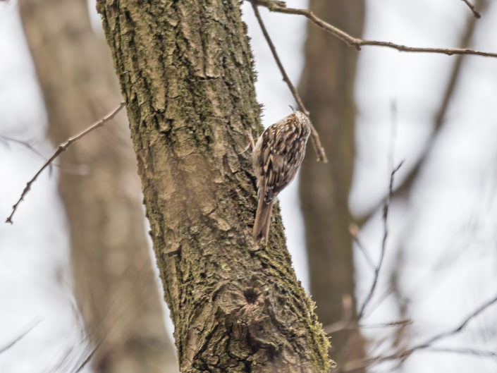 Eurasian treecreeper