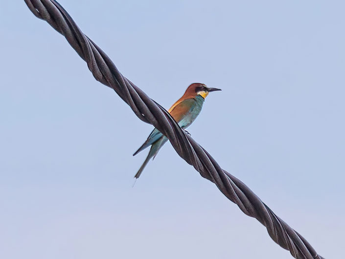 European bee-eater