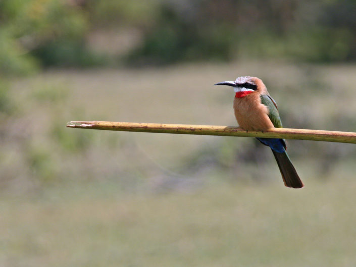 White-fronted bee-eater