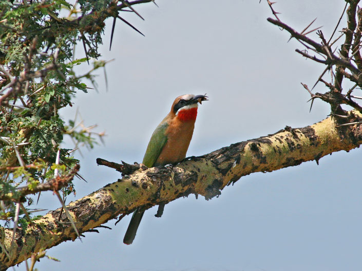 White-fronted bee-eater