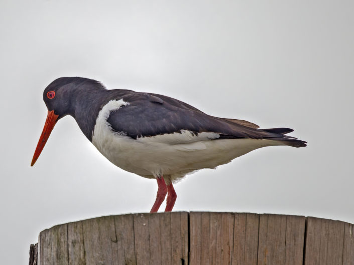 Eurasian oystercatcher