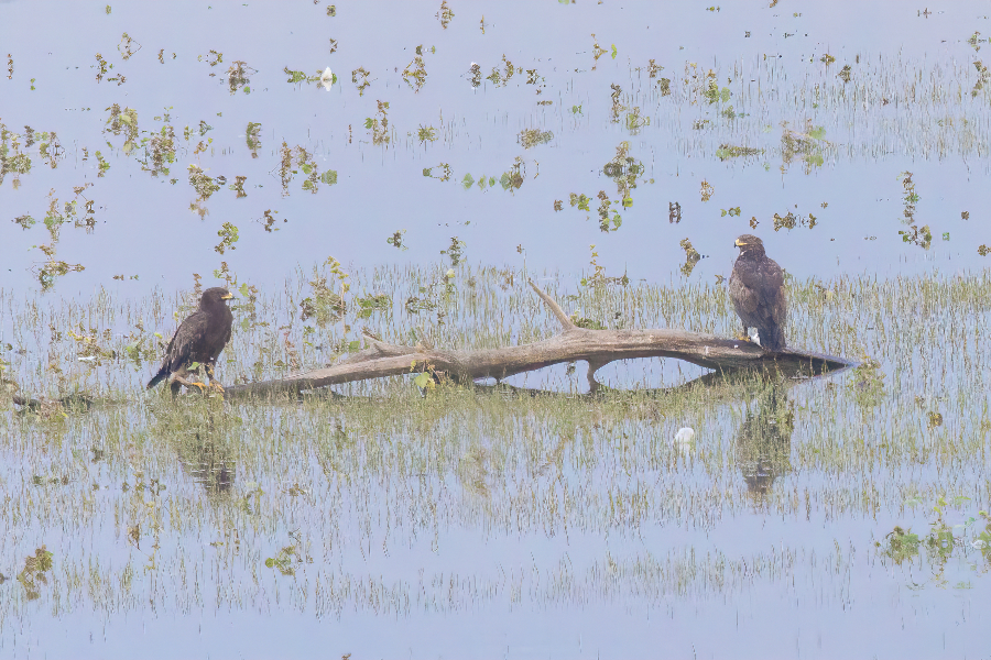 Two greater spotted eagles