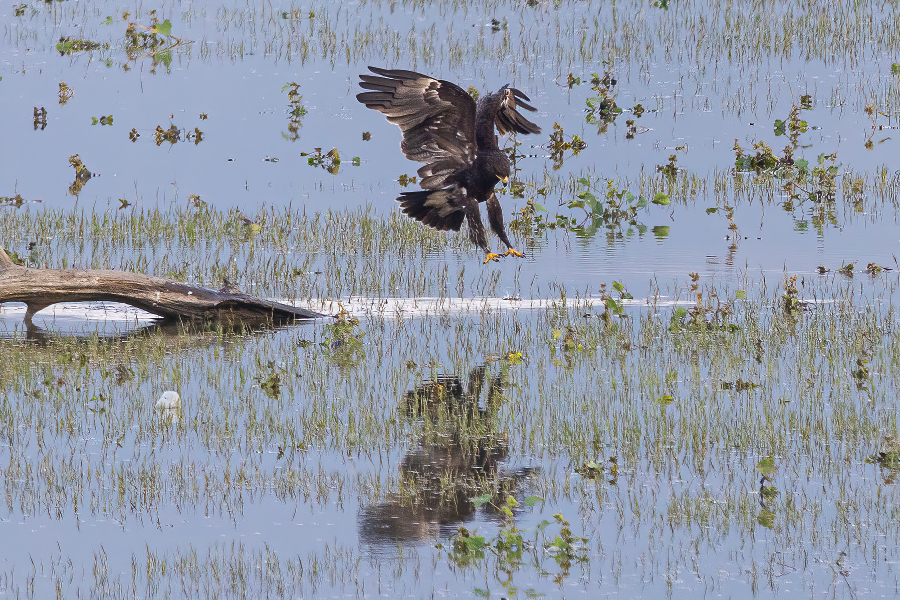 Greater spotted eagle landing