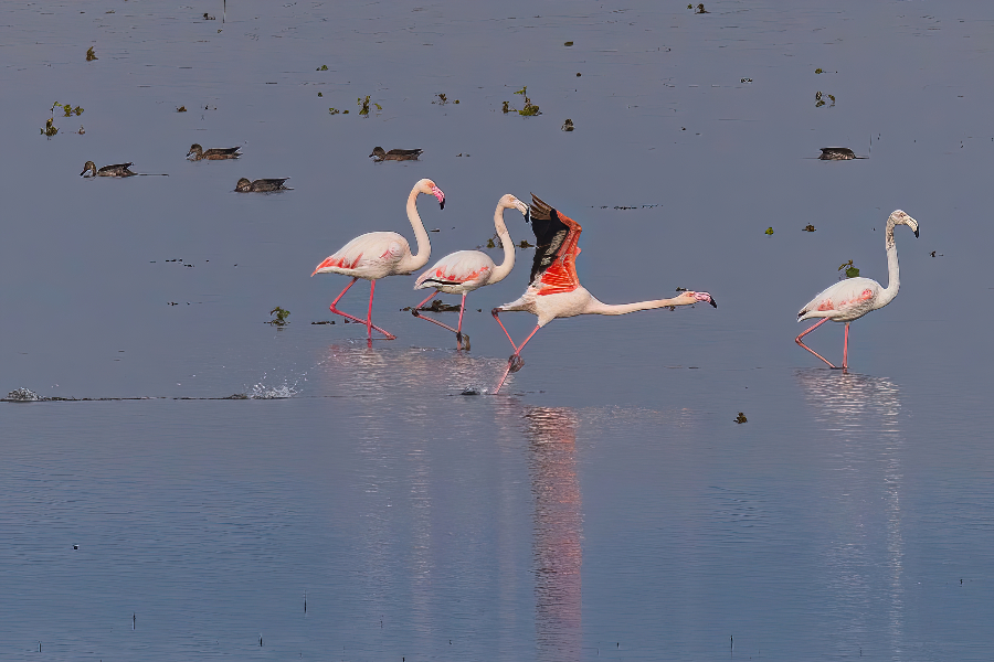 Greater flamingos