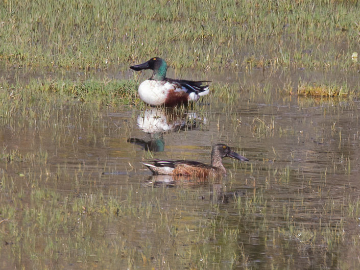 Northern shoveler