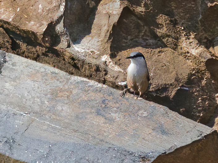 Western rock nuthatch