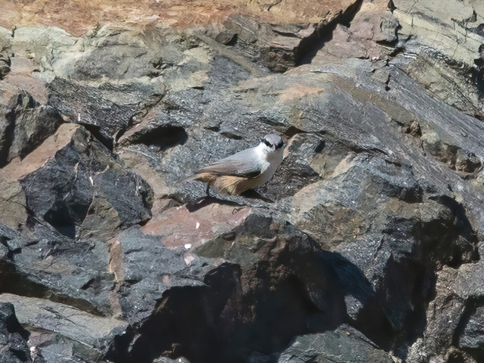 Western rock nuthatch