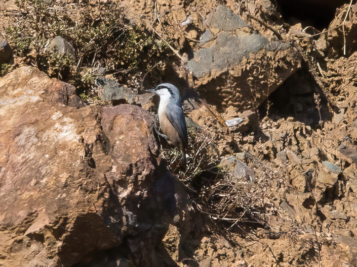 Western rock nuthatch