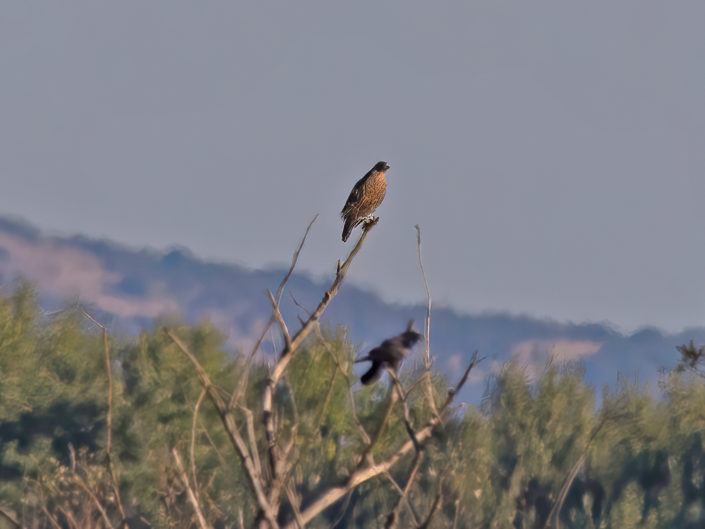 Long-legged buzzard