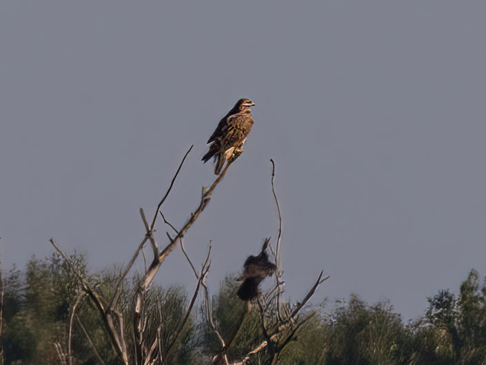 Long-legged buzzard