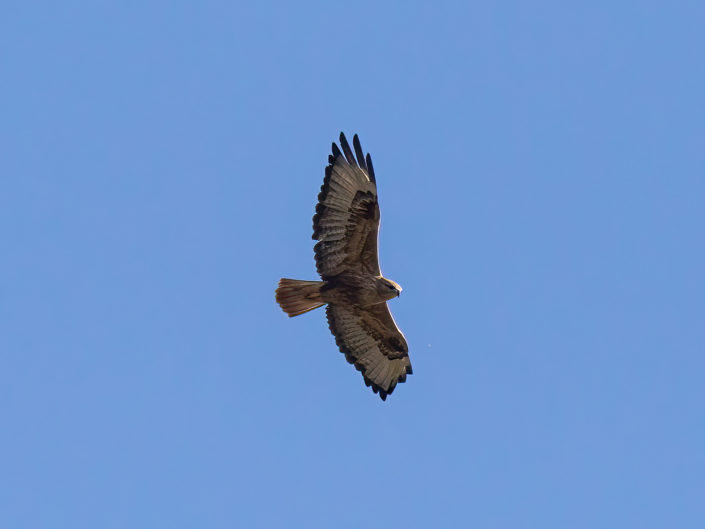 Common buzzard