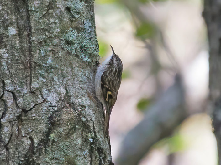 Eurasian treecreeper