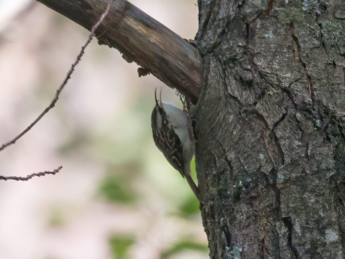 Eurasian treecreeper