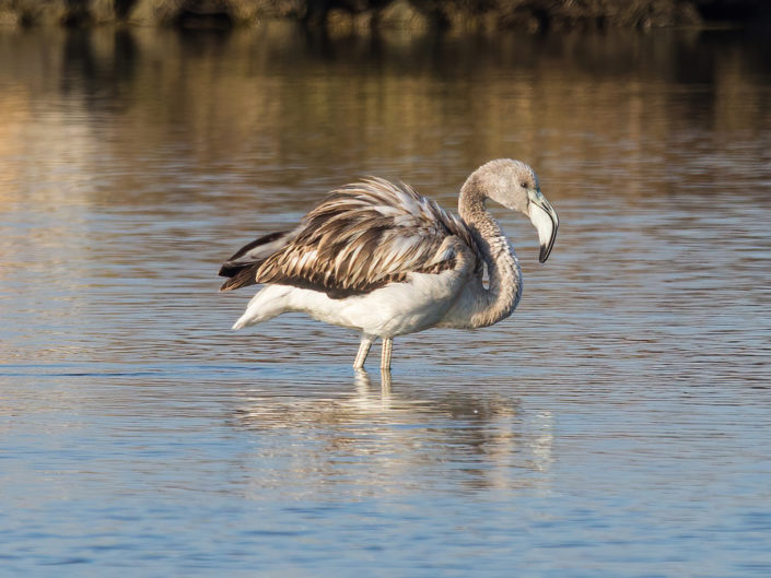 Greater flamingo