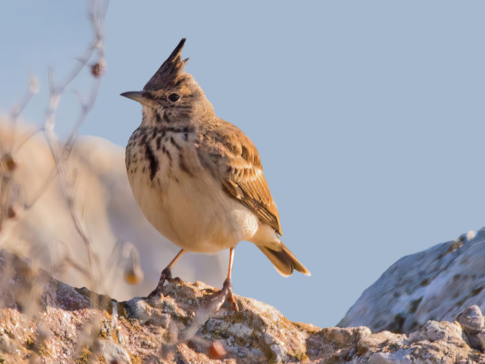Crested lark