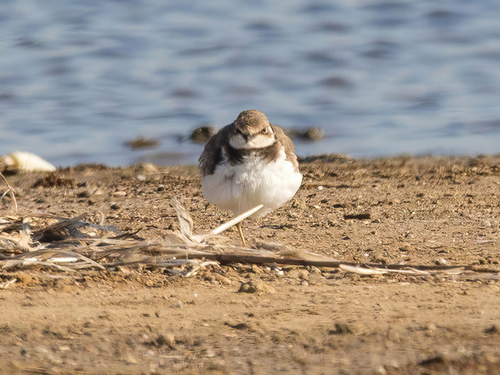 Little ringed plover