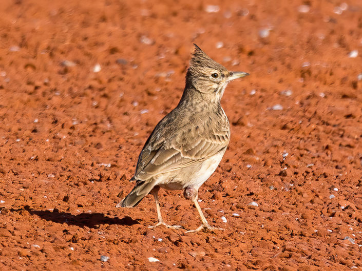 Crested lark