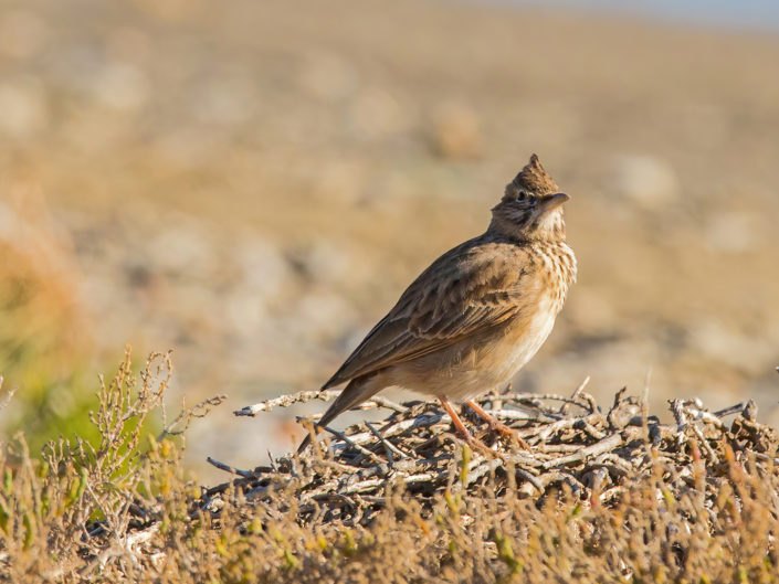 Crested lark