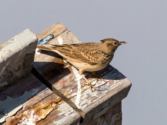 Crested lark