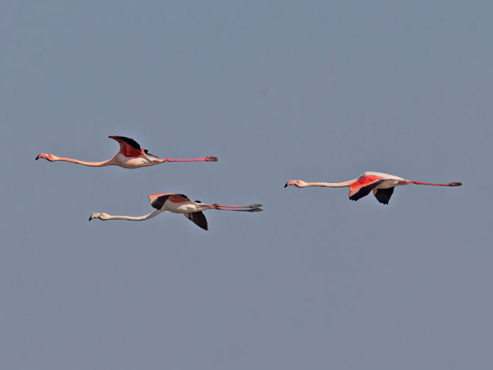 Greater flamingo