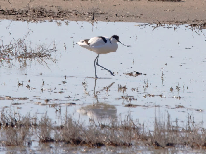 Pied avocet