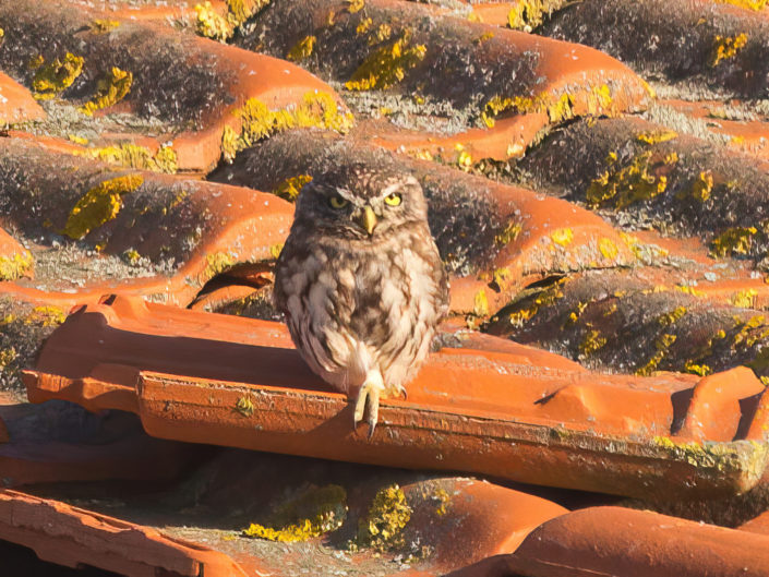 Little owl