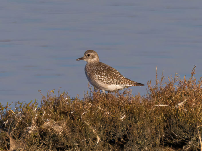 Grey plover