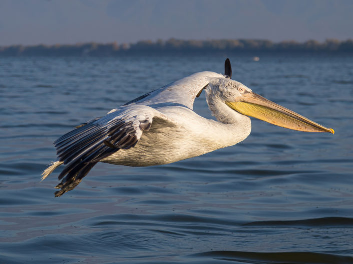 Dalmatian pelican