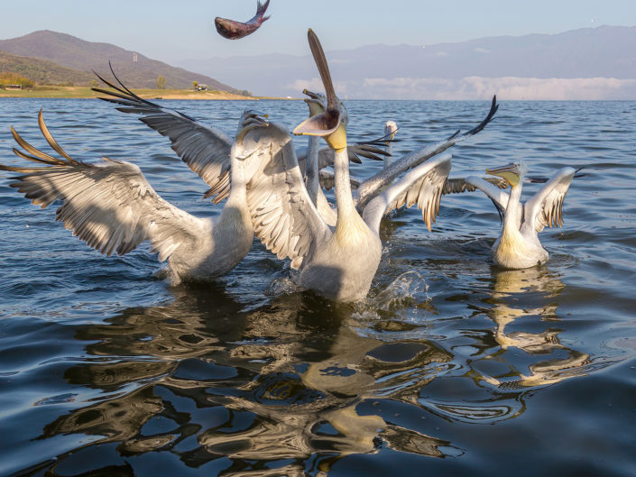 Dalmatian pelican