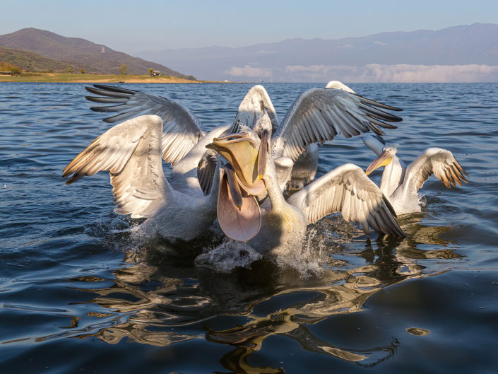 Dalmatian pelican