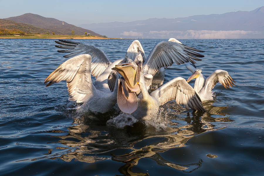 Dalmatian pelicans (Krauskopfpelikane)