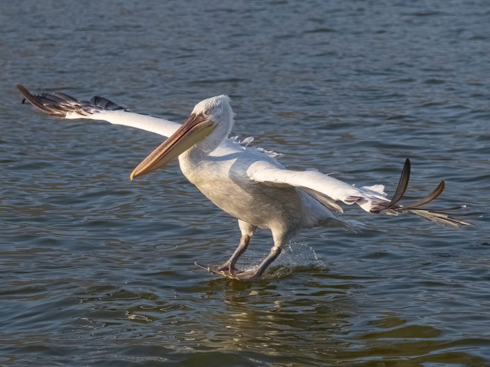 Dalmatian pelican