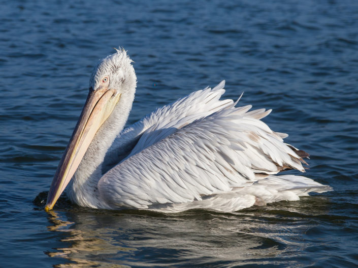 Dalmatian pelican