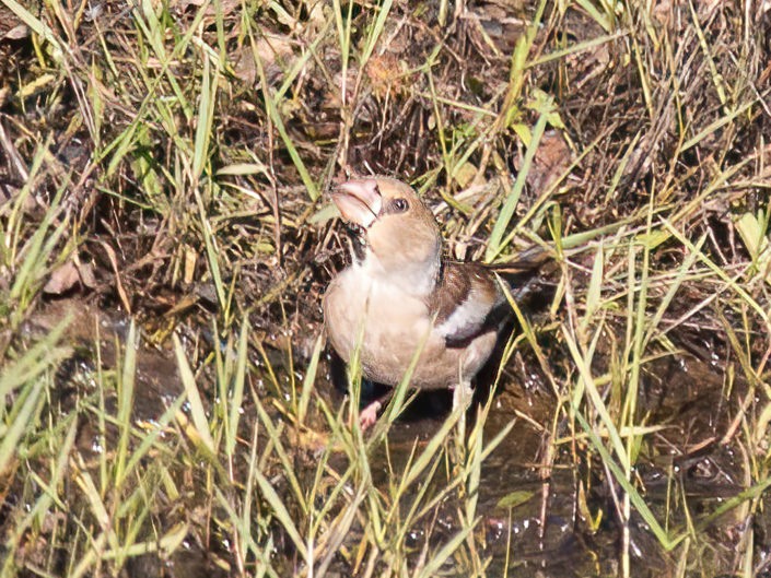 Hawfinch