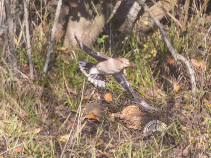 Hawfinch