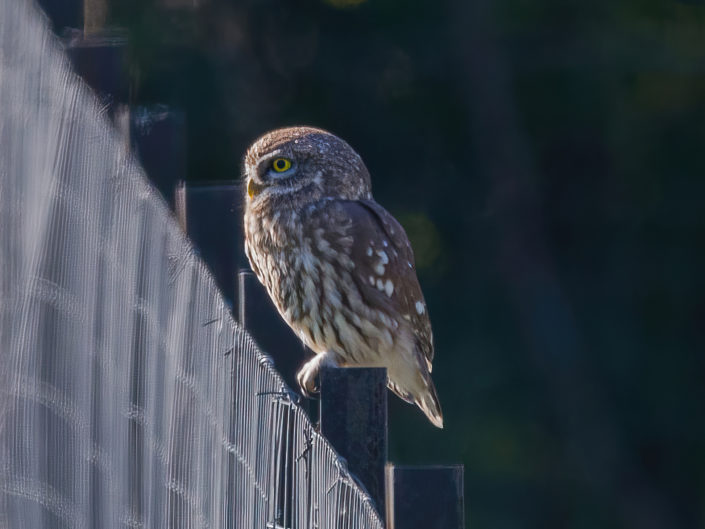 Little owl