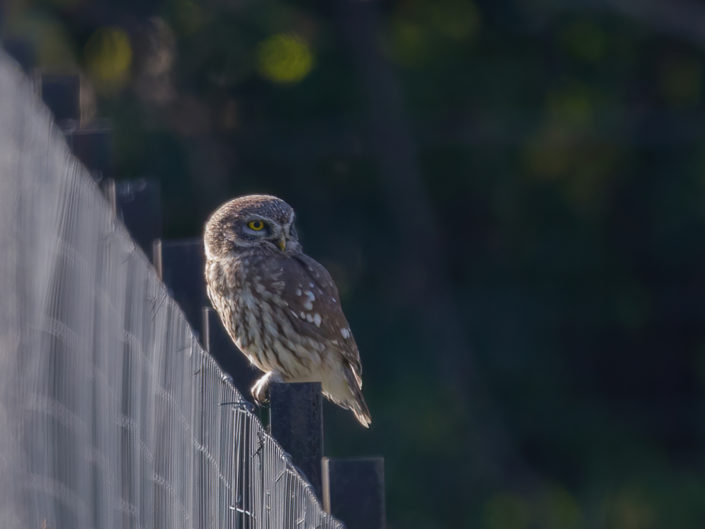 Little owl