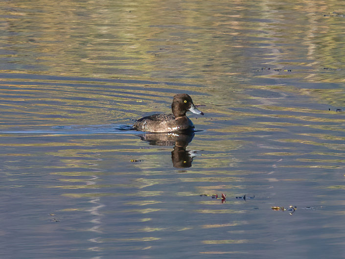 Greater scaup