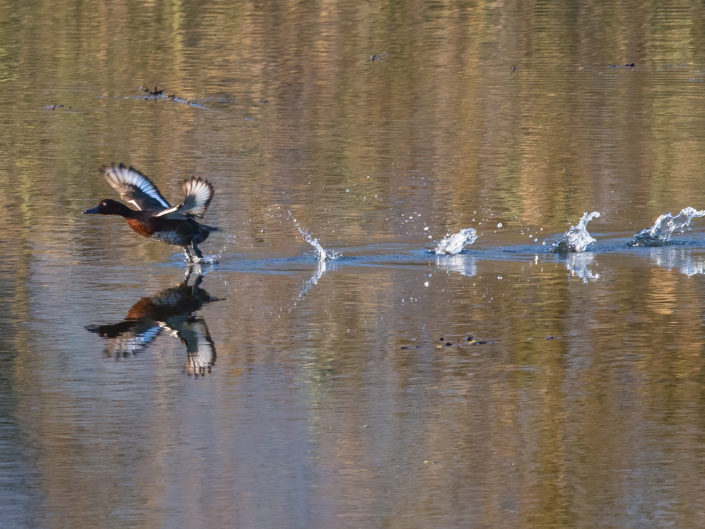 Ferruginous duck