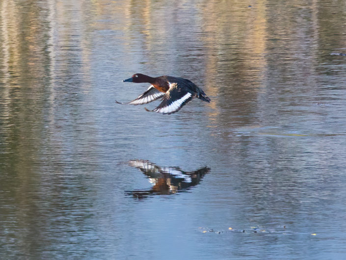 Ferruginous duck