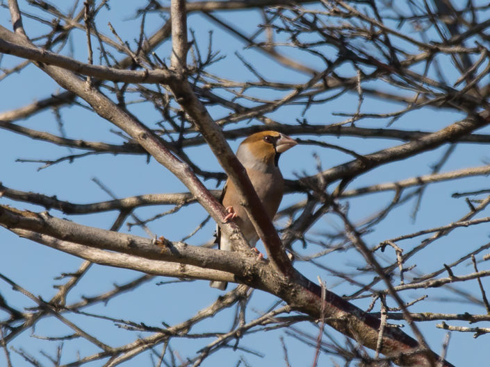 Hawfinch