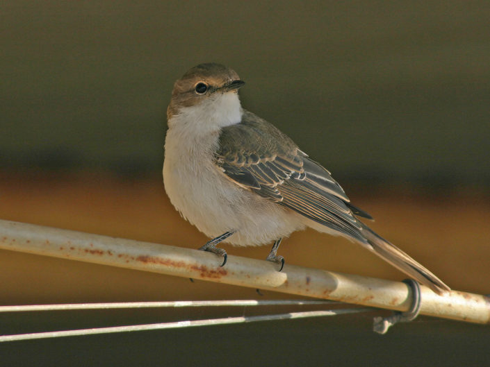 Marico-flycatcher