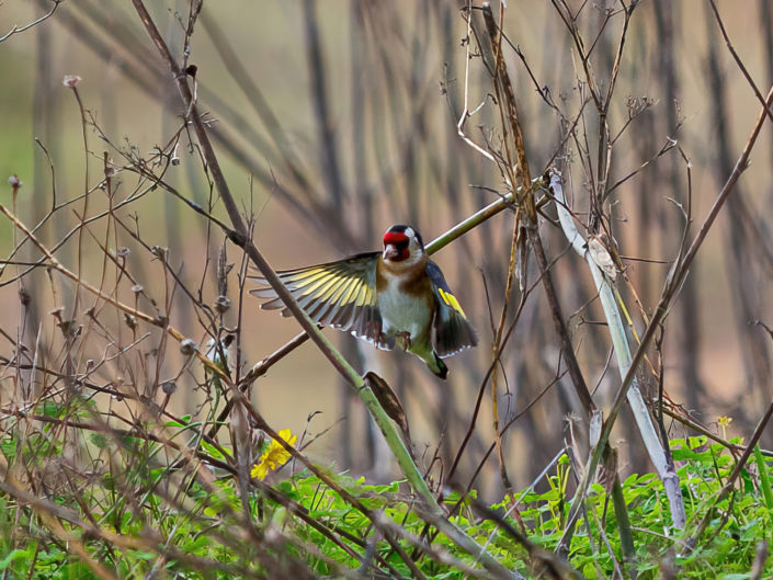 European goldfinch