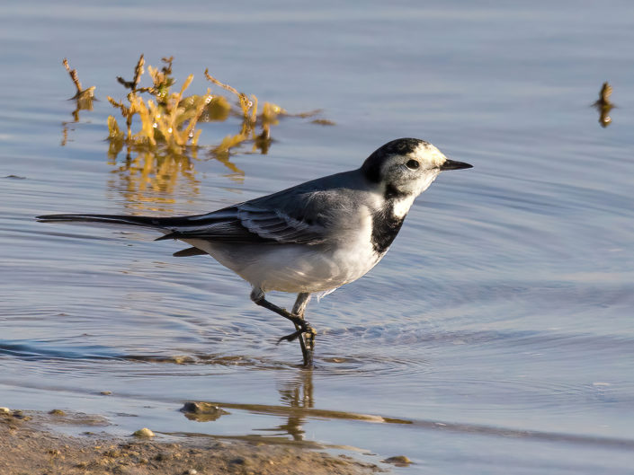 White wagtail