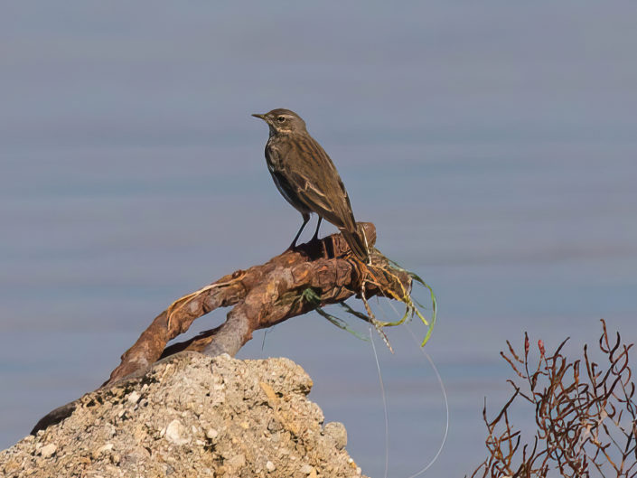 Water pipit