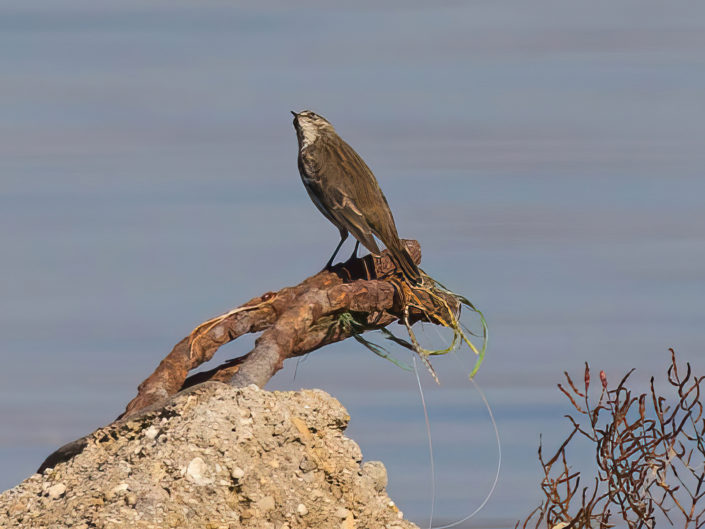 Water pipit