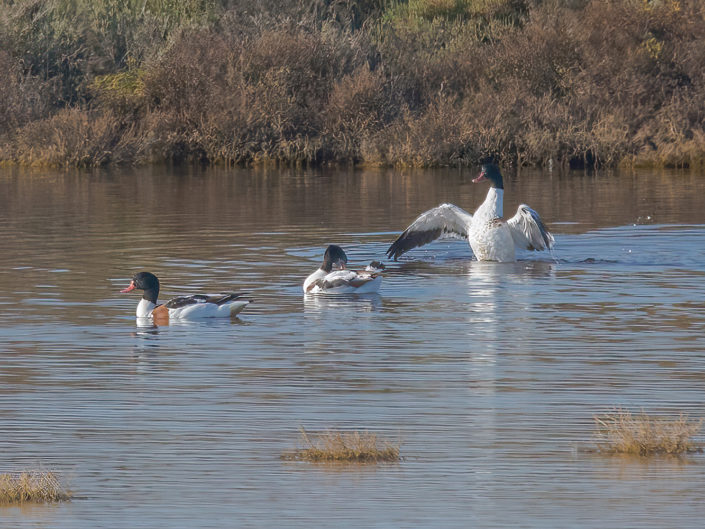 Common shelduck